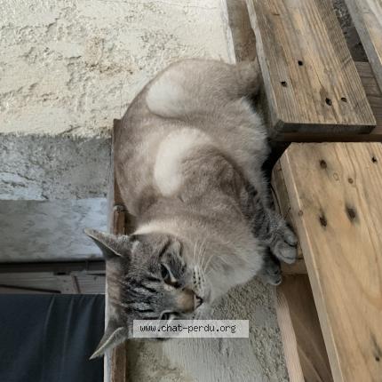 Photo 1/2 Cat reunited Found in Mouans sartoux