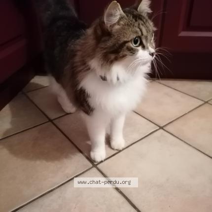 Photo 1/1 Meo Chat lost in Herry