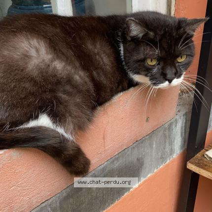 Foto van vermiste kat in Ixelles