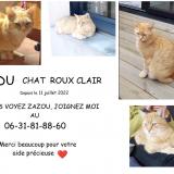 Picture of cat lost at Reze