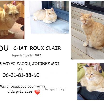 Photo 1/1 Zazou Chat lost in Reze