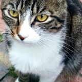 Picture of cat lost at Gabarret