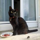 Picture of cat lost at Epeigne Les Bois
