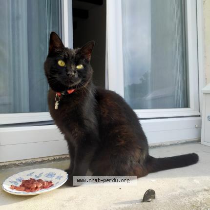 Photo 1/1 Cat reunited Lost in Epeigne les bois