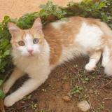 Picture of cat lost at Ria Sirach