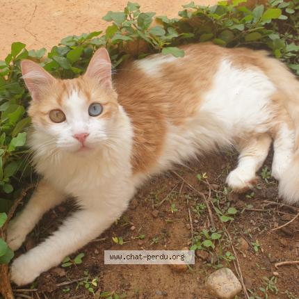 Photo 1/1 Samira Chat lost in Ria sirach