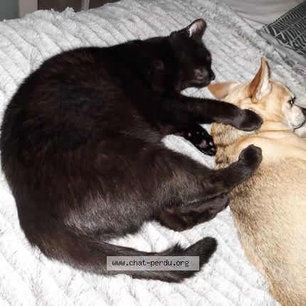 Foto 1/1 Kat teruggevonden Vermist in Seraing