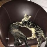 Picture of cat lost at Saint Martin De Crau