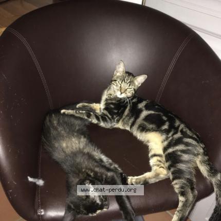 Photo 1/1 Nina Chat lost in Saint martin de crau