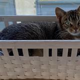 Picture of cat lost at Cherisy