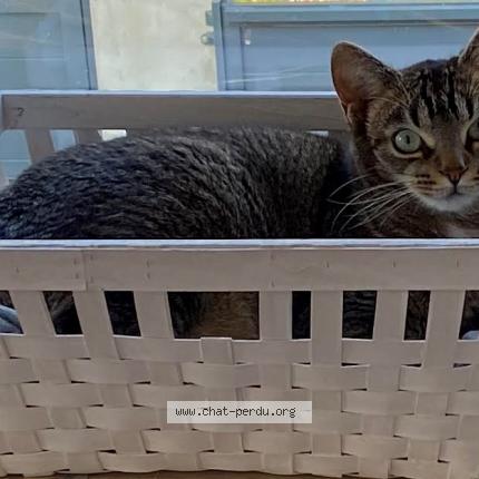 Photo 1/1 Ricky Chat lost in Cherisy