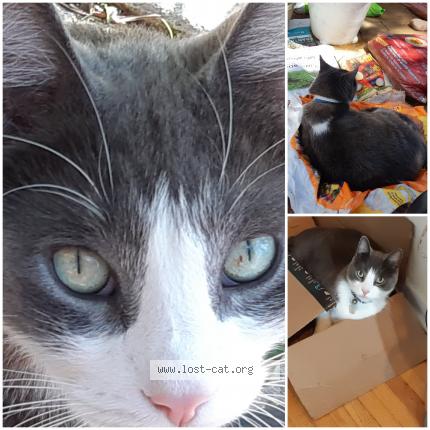 Photo 1/1 Sebastian Chat lost in Toronto