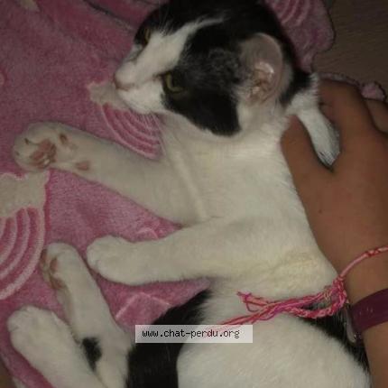 Foto van vermiste kat in Arquennes