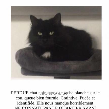 Foto van vermiste kat in Mouscron