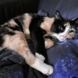 Picture of cat lost at Essars