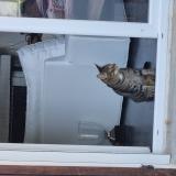 Picture of cat lost at La Tour Du Pin