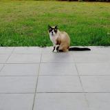 Picture of cat lost at Damgan
