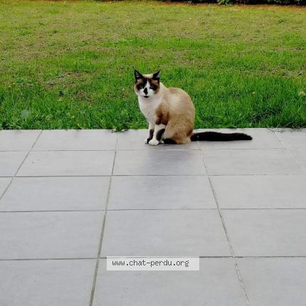 Photo 1/1 Mona Chat lost in Damgan