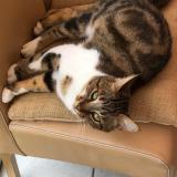 Picture of cat lost at Plaisir