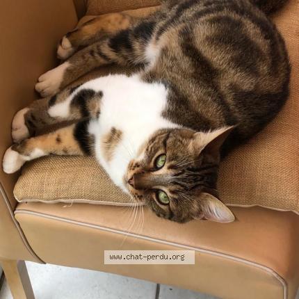 Photo 1/1 Tiger Chat lost in Plaisir