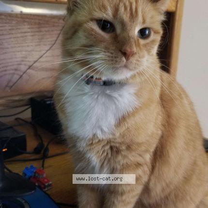 Picture of cat lost at North Fort Myers