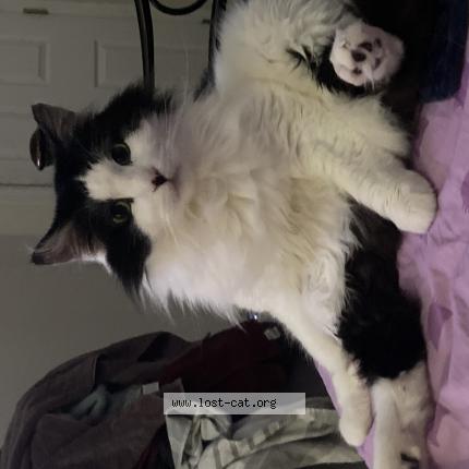 Picture of cat lost at Highlands Ranch