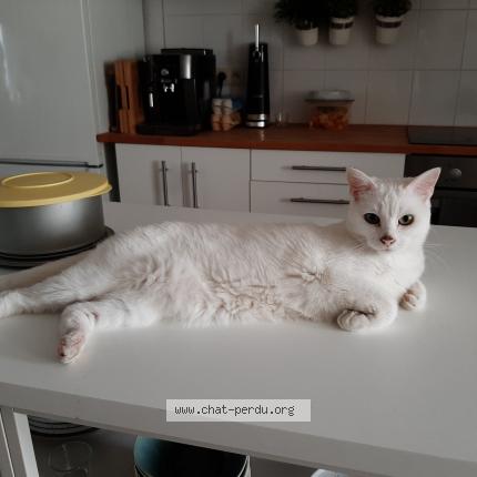 Foto van vermiste kat in Ixelles