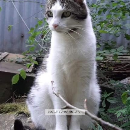 Foto 1/1 Kat teruggevonden Vermist in Trois Ponts