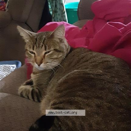 Photo 1/1 Reunited cat Lost in Iola