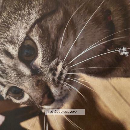 Photo 1/1 Reunited cat Lost in Manchester