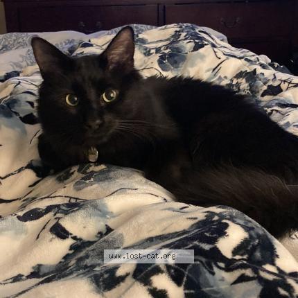 Picture of cat lost at Arcata