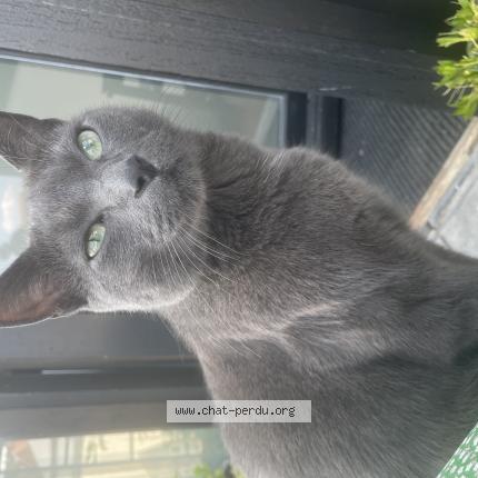 Foto van vermiste kat in Ixelles
