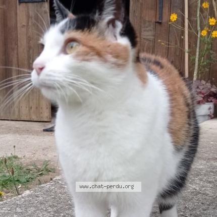 Photo 1/1 COOKIE Chat lost in Saint alban