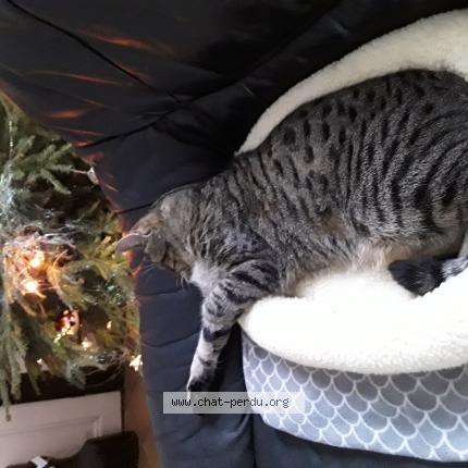 Foto van vermiste kat in Jette