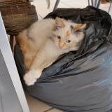 Picture of cat lost at Borderes Sur L Echez