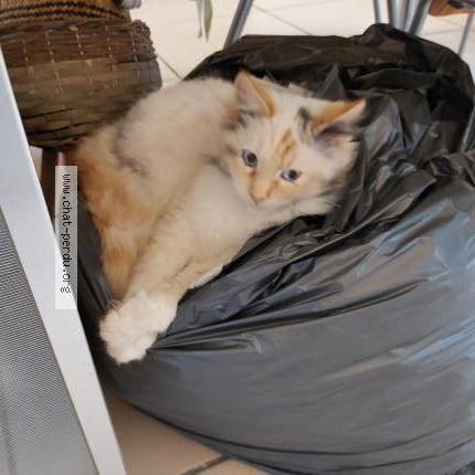 Photo 1/1 Elliot Chat lost in Borderes sur l echez