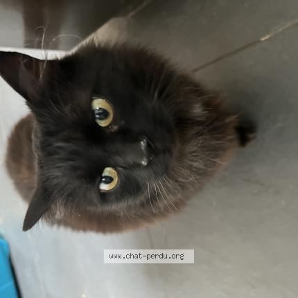 Foto einer verlorenen Katze in Moesdorf