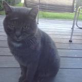 Picture of cat found at Crozet