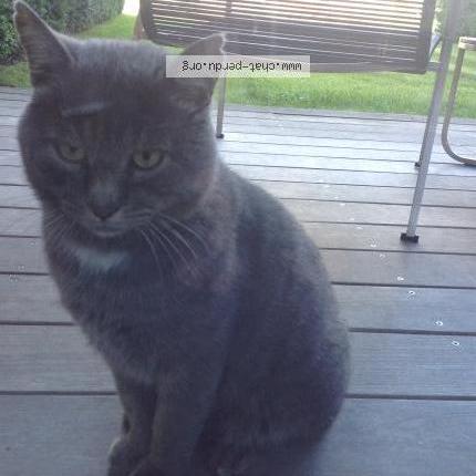 Photo 1/2 Found cat Found in Crozet