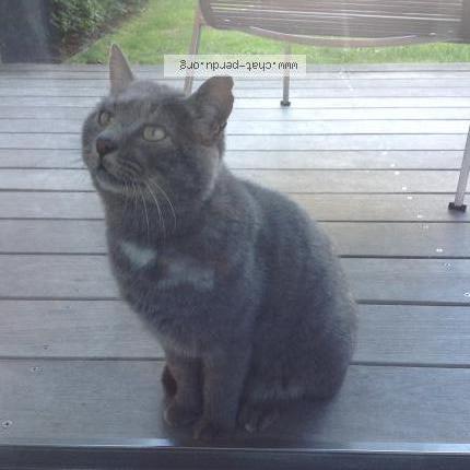 Photo 2/2 Found cat Found in Crozet