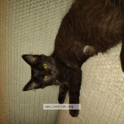 Photo 1/1 Reunited cat Lost in Cincinnati