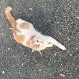 Picture of cat lost at Le Passage D Agen