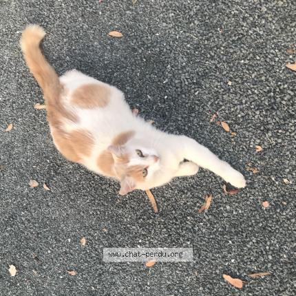 Photo 1/1 Caramel Chat lost in Le passage d agen
