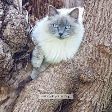 Photo 1/1 Blue Moon Chat lost in Ile rousse
