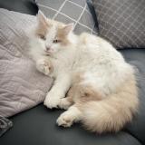 Picture of cat lost at Verniolle