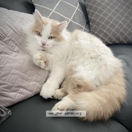 Photo 1/1 Marquis Chat lost in Verniolle