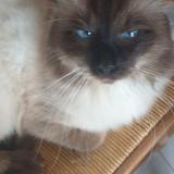 Picture of cat lost at St Laurent De Mure