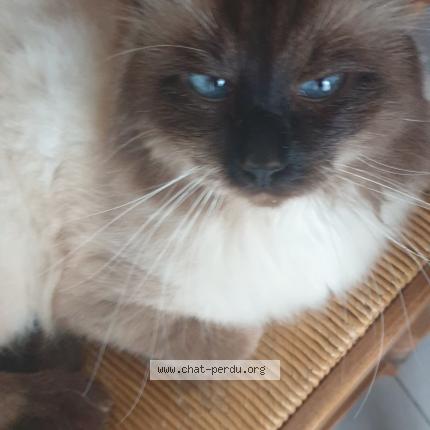 Photo 1/1 Cat reunited Lost in St laurent de mure