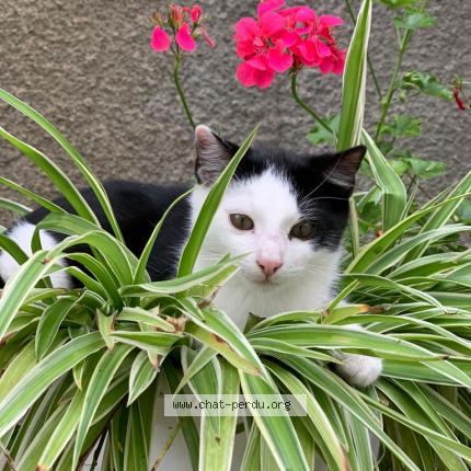 Foto einer verlorenen Katze in Apples