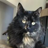 Picture of cat lost at Tavernes